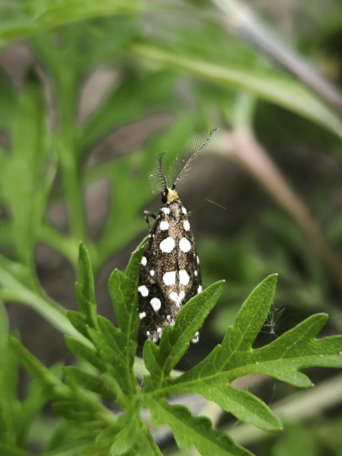 Euplocamus anthracinalis - fésűscsápú korhadékmoly