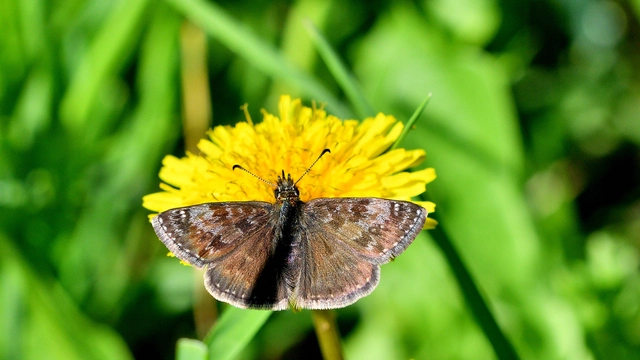 Erynnis tages - cigánylepke
