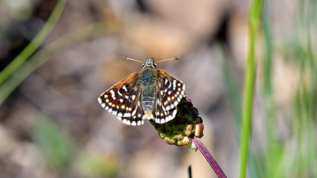Spialia orbifer - törpe busalepke