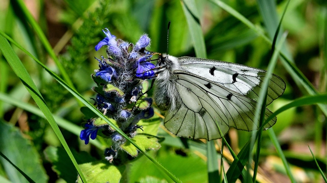 Parnassius mnemosyne - kis apollólepke