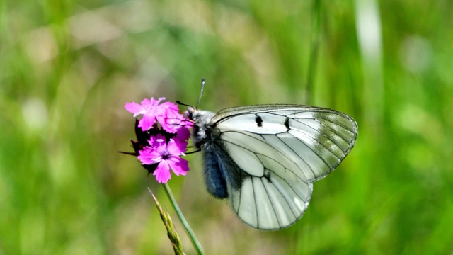 Parnassius mnemosyne - kis apollólepke