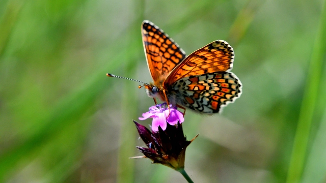 Melitaea cinxia - réti tarkalepke