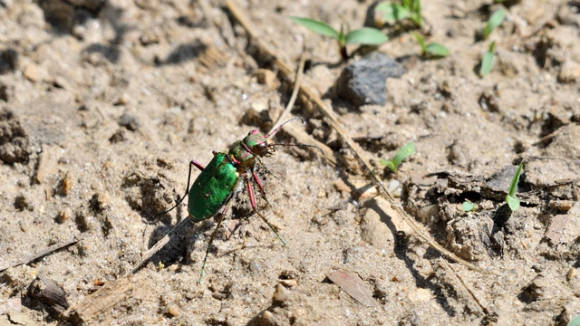Cicindela campestris - mezei homokfutrinka