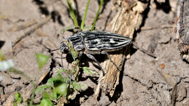 Chalcophora mariana - nagy fenyvesdíszbogár