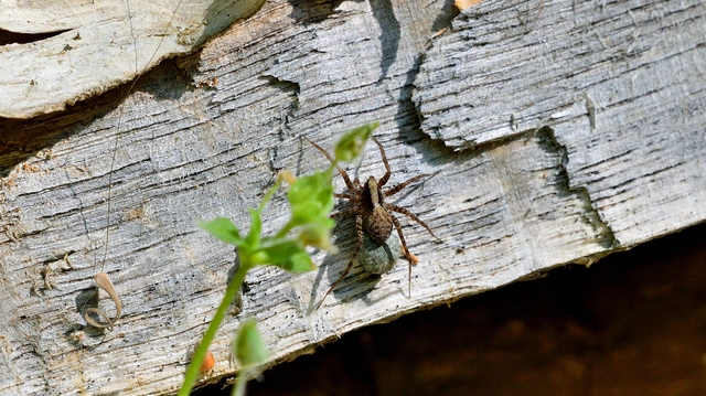 Pardosa alacris/lugubris