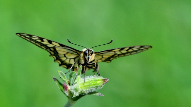Papilio machaon - fecskefarkú lepke