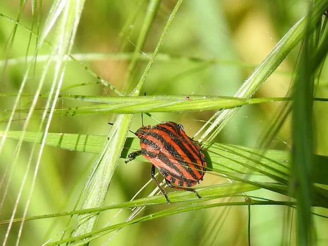 Graphosoma italicum - csíkos pajzsospoloska
