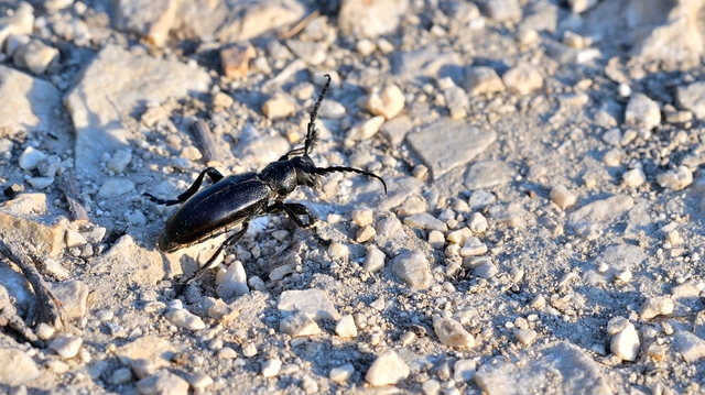 Dorcadion aethiops - fekete gyalogcincér