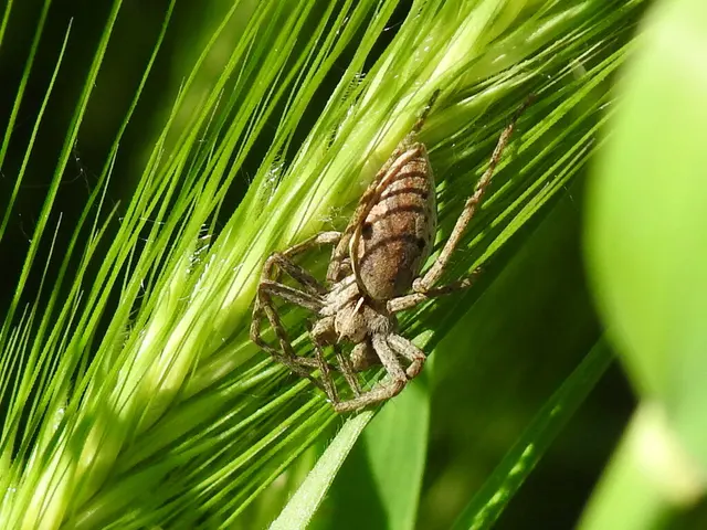 Pisaura mirabilis - csodáspók