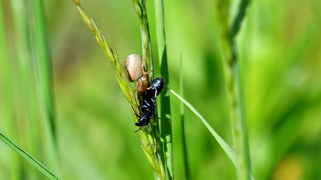 Xysticus
