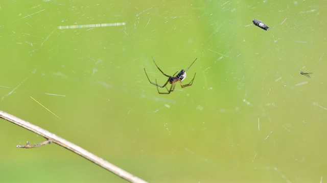 Linyphiidae - vitorláspókok