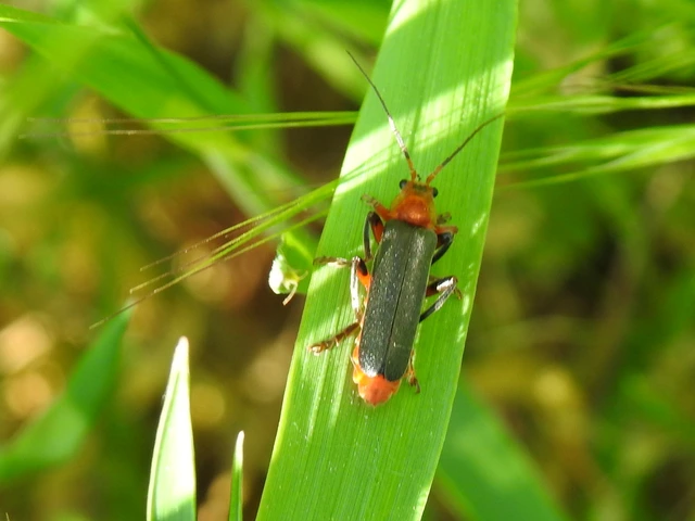 Cantharis livida - mezei lágybogár