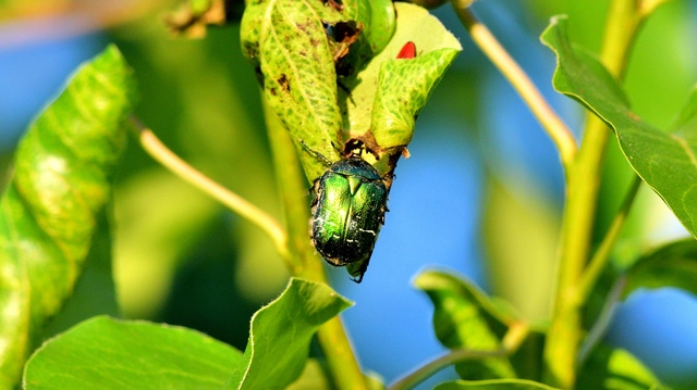 Cetonia aurata - aranyos virágbogár