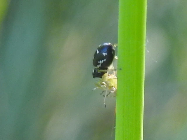 Heliophanus