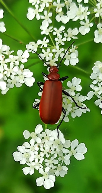 Pyrochroa serraticornis - közép-bíborbogár