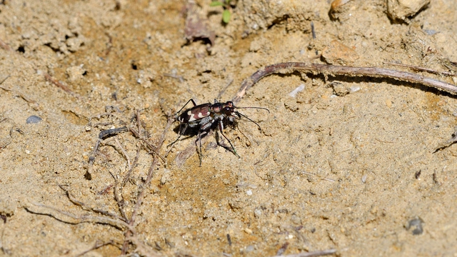 Cicindela hybrida - öves homokfutrinka