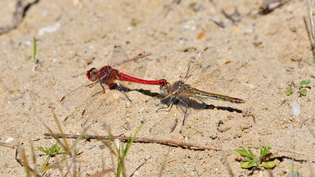 Sympetrum fonscolombii - vándor katona-szitakötő