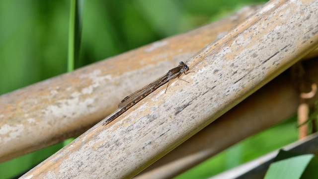 Sympecma fusca - téli rablószitakötő