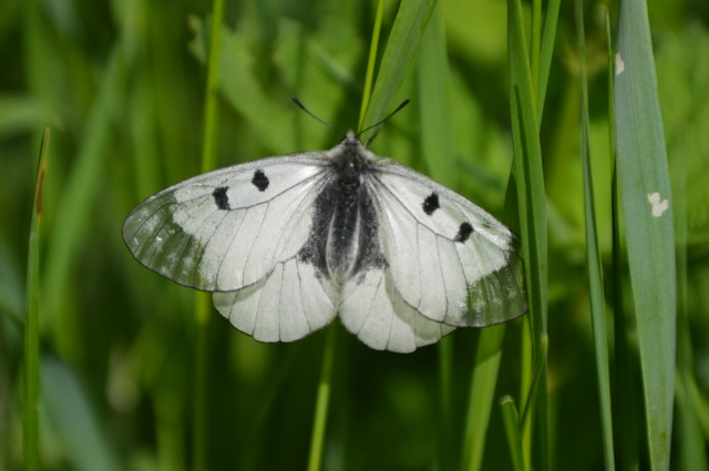 Parnassius mnemosyne - kis apollólepke