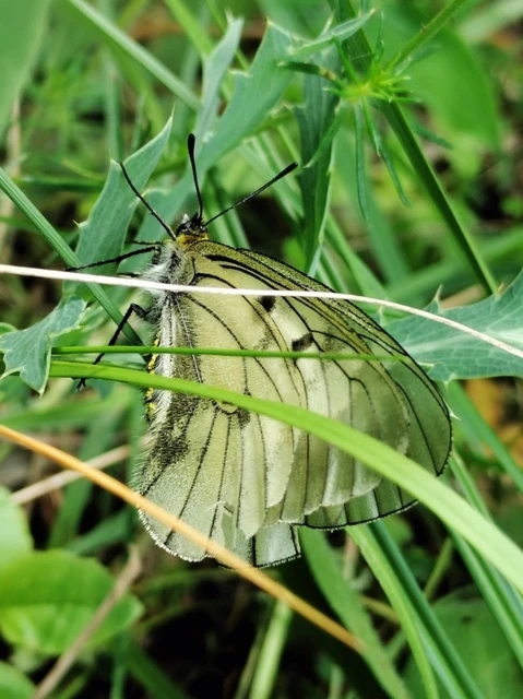 Parnassius mnemosyne - kis apollólepke