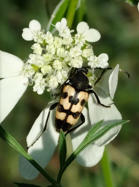 Pachytodes erraticus - rajzos virágcincér