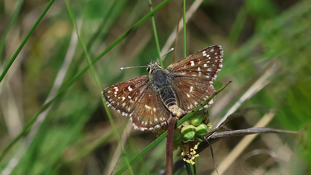 Spialia orbifer - törpe busalepke