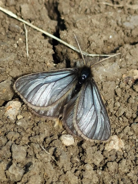 Pentophera morio - réti gyapjaslepke