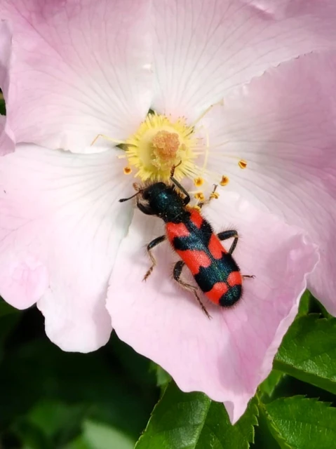 Trichodes favarius - hatfoltos méhészbogár