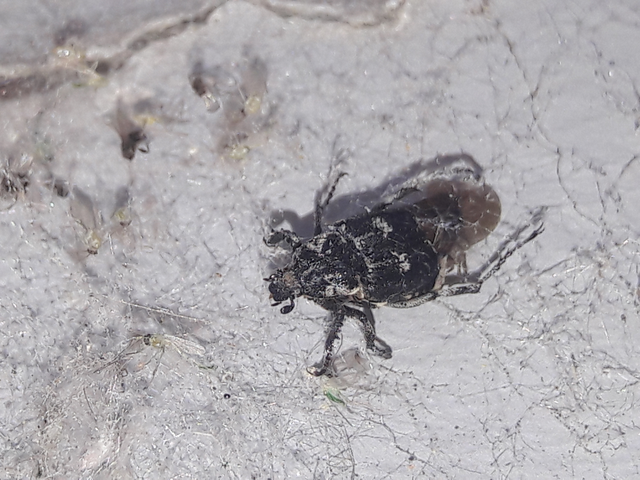 Valgus hemipterus - suta virágbogár