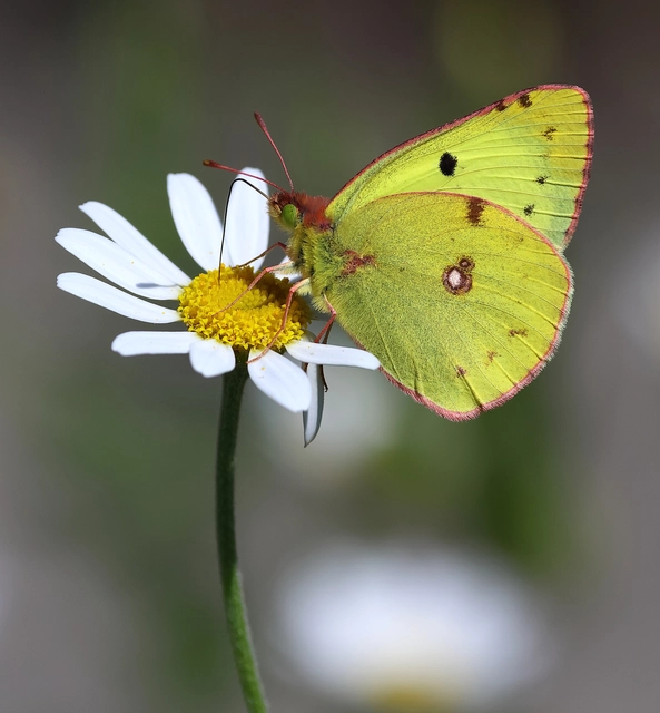 Colias hyale - kéneslepke