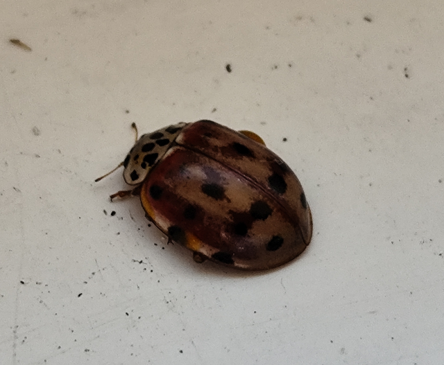 Harmonia quadripunctata - négypettyes katica