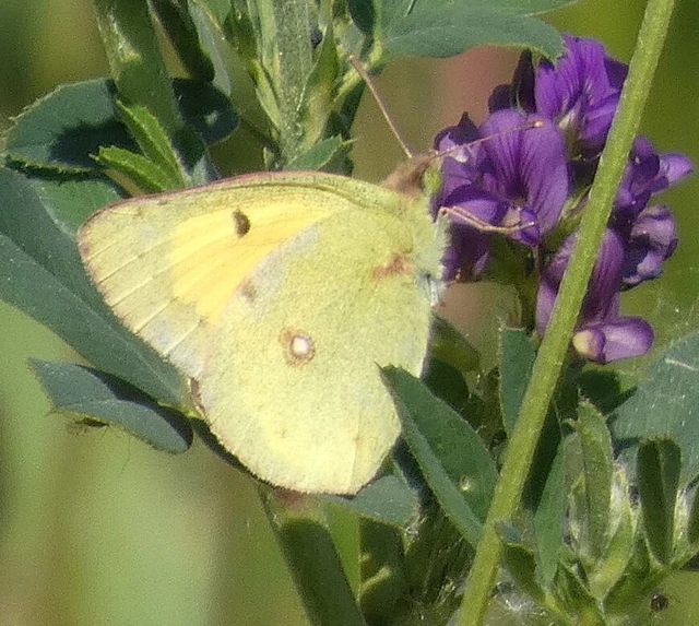 Colias erate - csángó-kéneslepke
