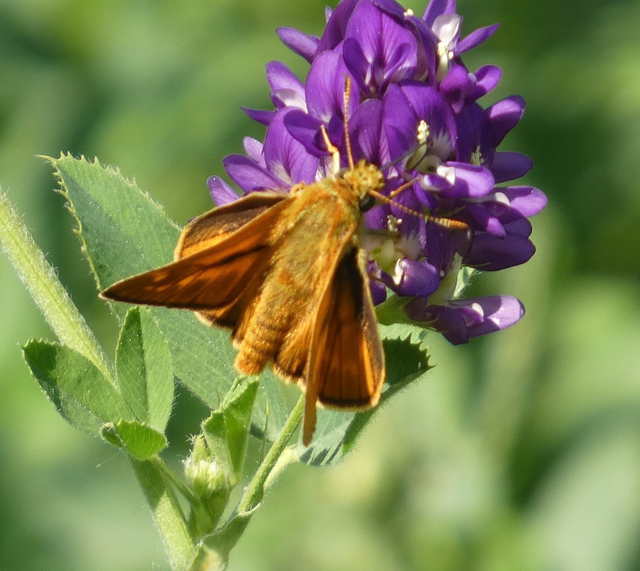 Ochlodes sylvanus - erdei busalepke