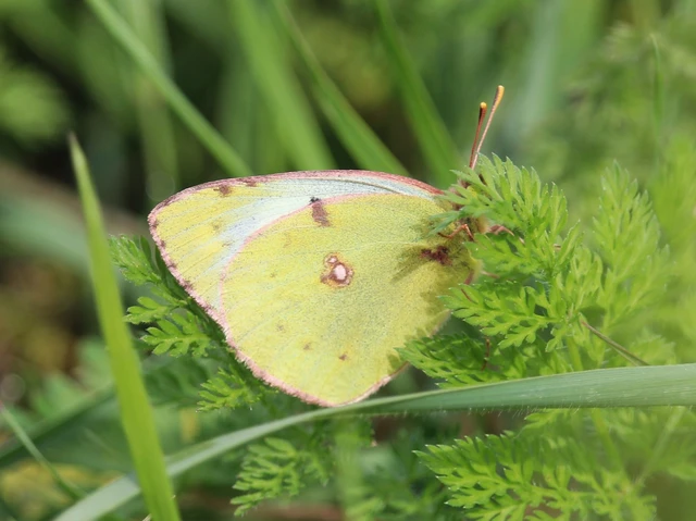 Colias alfacariensis - déli kéneslepke