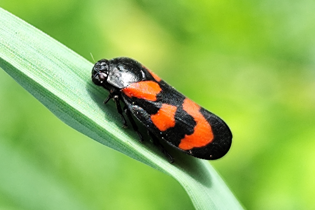 Cercopis vulnerata