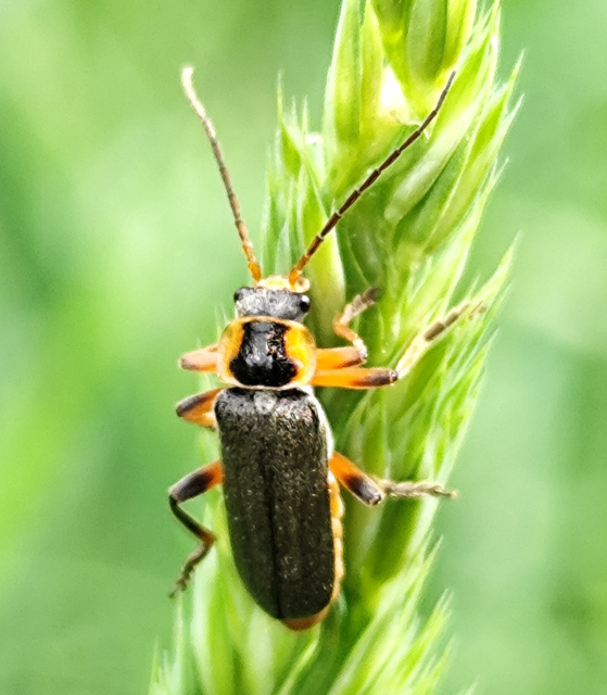 Cantharis nigricans - feketéllő lágybogár