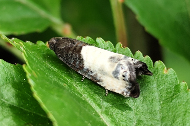Notocelia cynosbatella - rózsahajtás-tükrösmoly