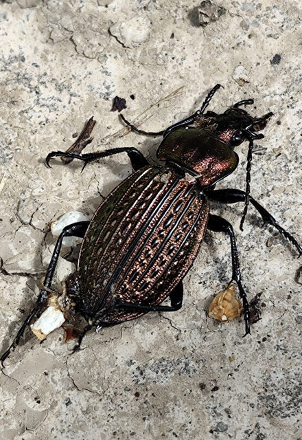 Carabus ulrichii - rezes futrinka Carabus ulrichii - rezes futrinka