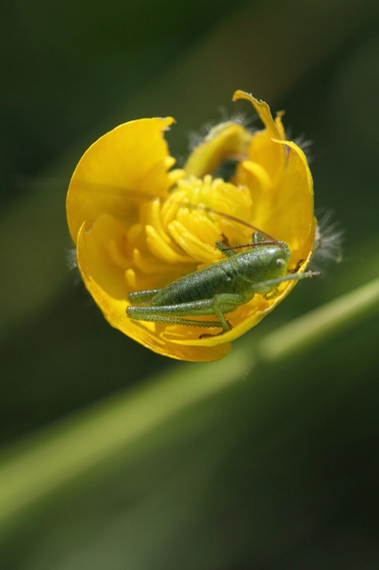 Tettigonia