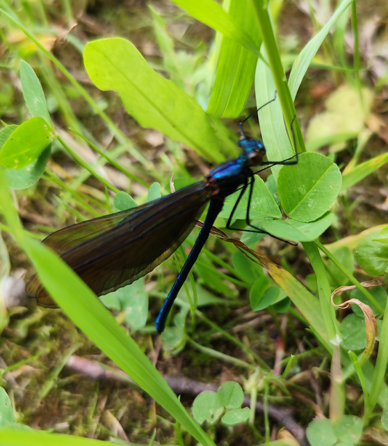 Calopteryx virgo - kisasszony-szitakötő