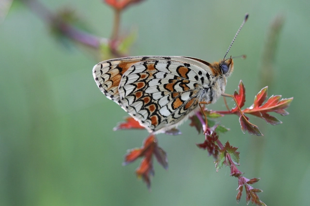Melitaea phoebe - nagy tarkalepke