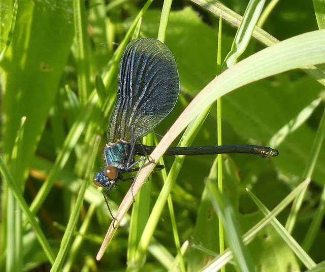 Calopteryx splendens - sávos szitakötő