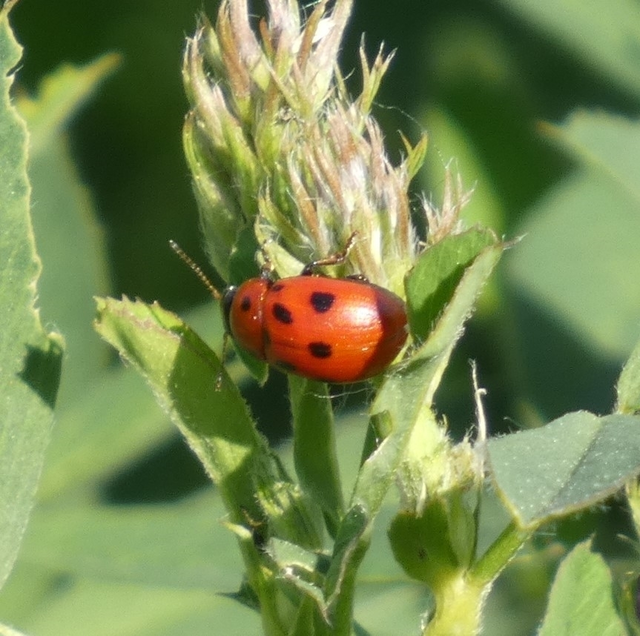 Gonioctena fornicata - közönséges lucernabogár