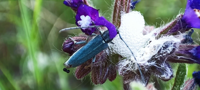 Phytoecia coerulescens - kígyósziszcincér