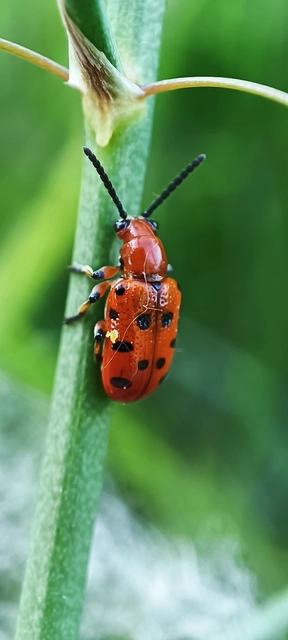 Crioceris duodecimpunctata - tizenkétpontos spárgabogár