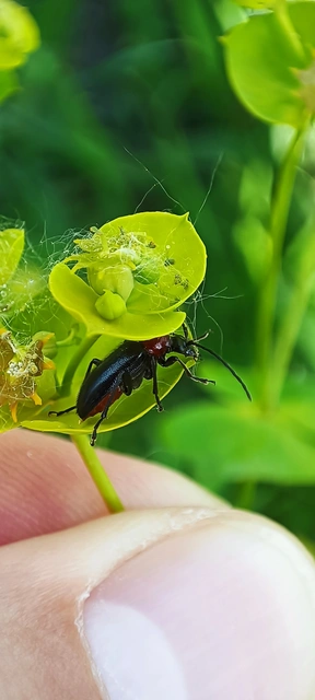 Dinoptera collaris - vörösnyakú virágcincér