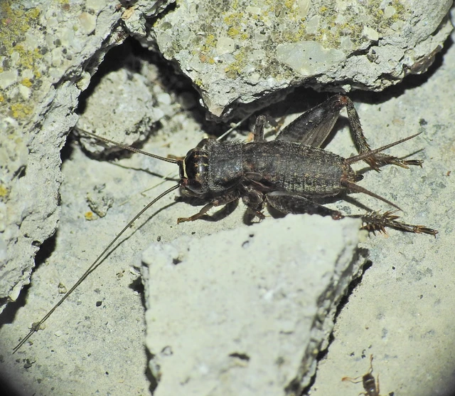 Eumodicogryllus bordigalensis - bordói tücsök