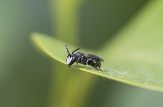 Diptera - Kétszárnyúak
