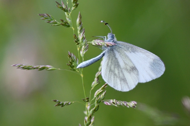 Leptidea sinapis - mustárlepke