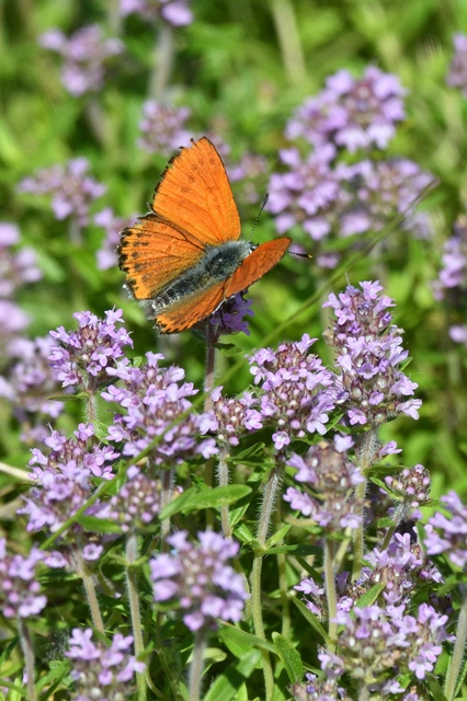 Lycaena thersamon - kis tűzlepke